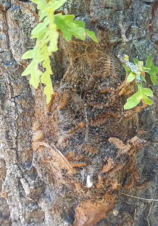 Nid de processionnaire du chêne