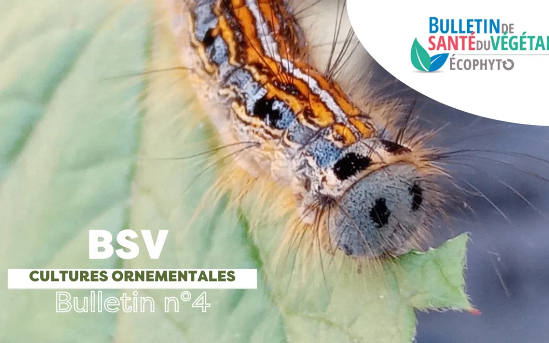 BSV Cultures Ornementales – Bulletin n°4 du 1 juillet 2025