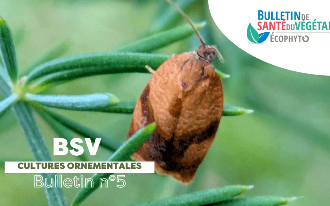 BSV Cultures Ornementales – Bulletin n°5 du 18 juillet 2025