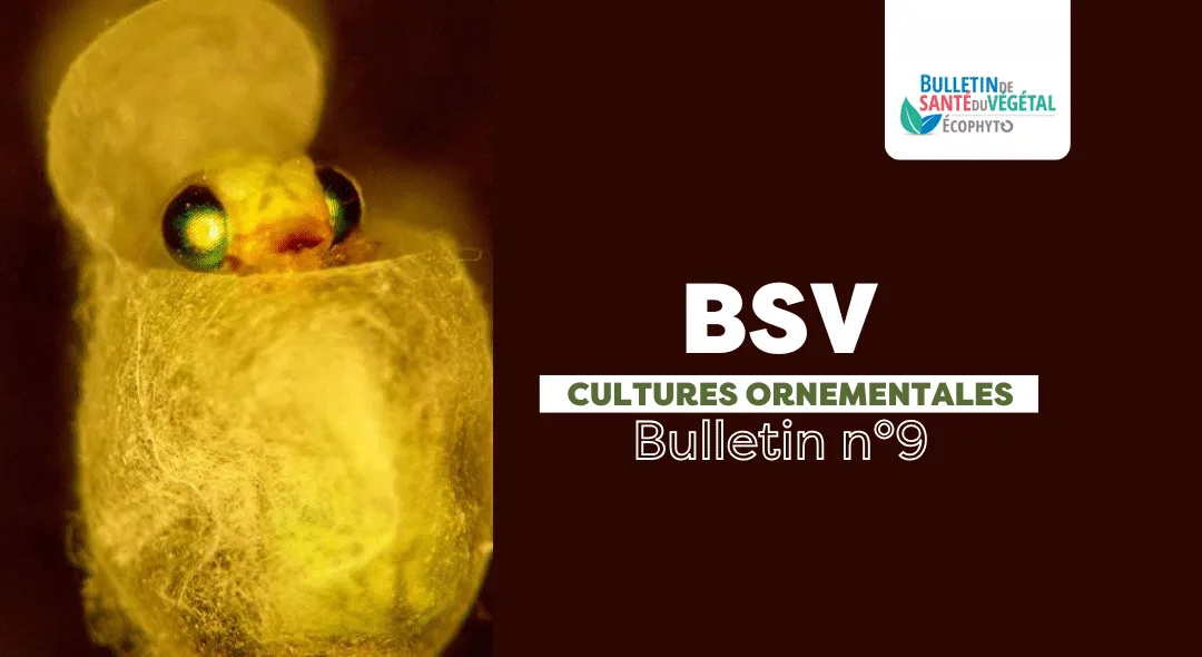 BSV Cultures Ornementales – Bulletin n°9 du 8 octobre 2025