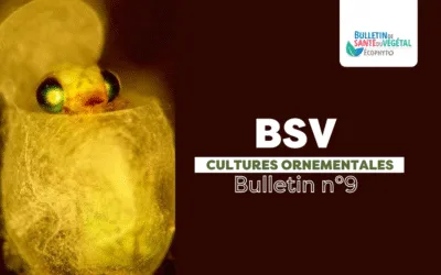 BSV Cultures Ornementales – Bulletin n°9 du 8 octobre 2025