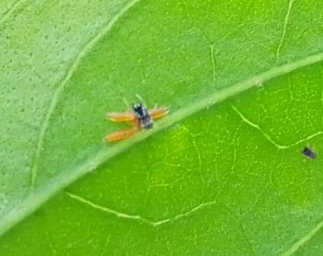 Larve de cécidomyie dévorant un puceron - FREDON Bretagne