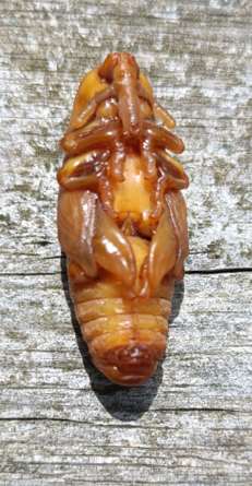 Nymphe de charancon rouge du palmier - FREDON Bretagne