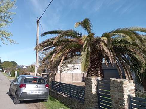 Palmier atteint - FREDON Bretagne