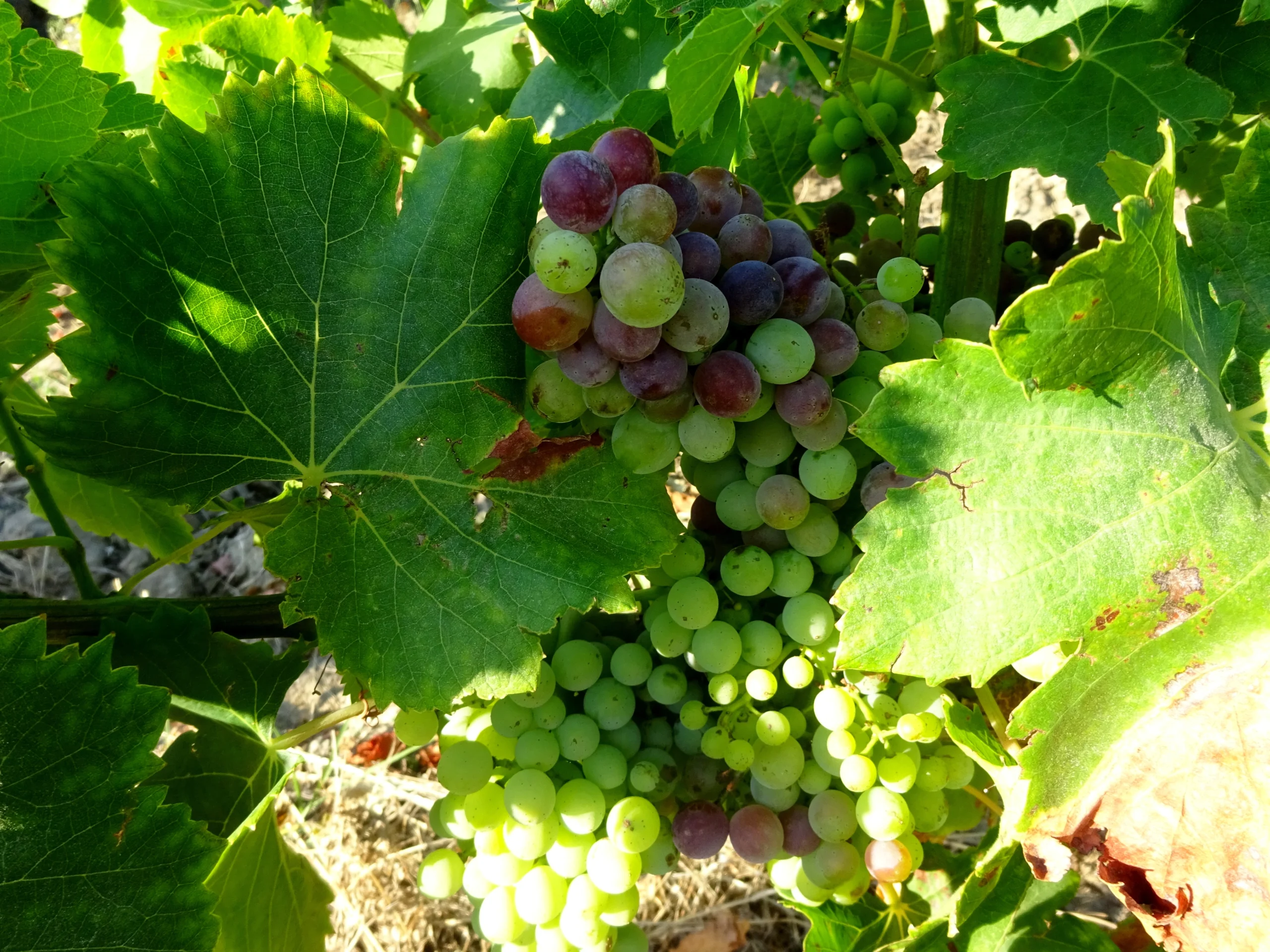 Symptomes-Feuilles-Grappe-Flavescence-scaled