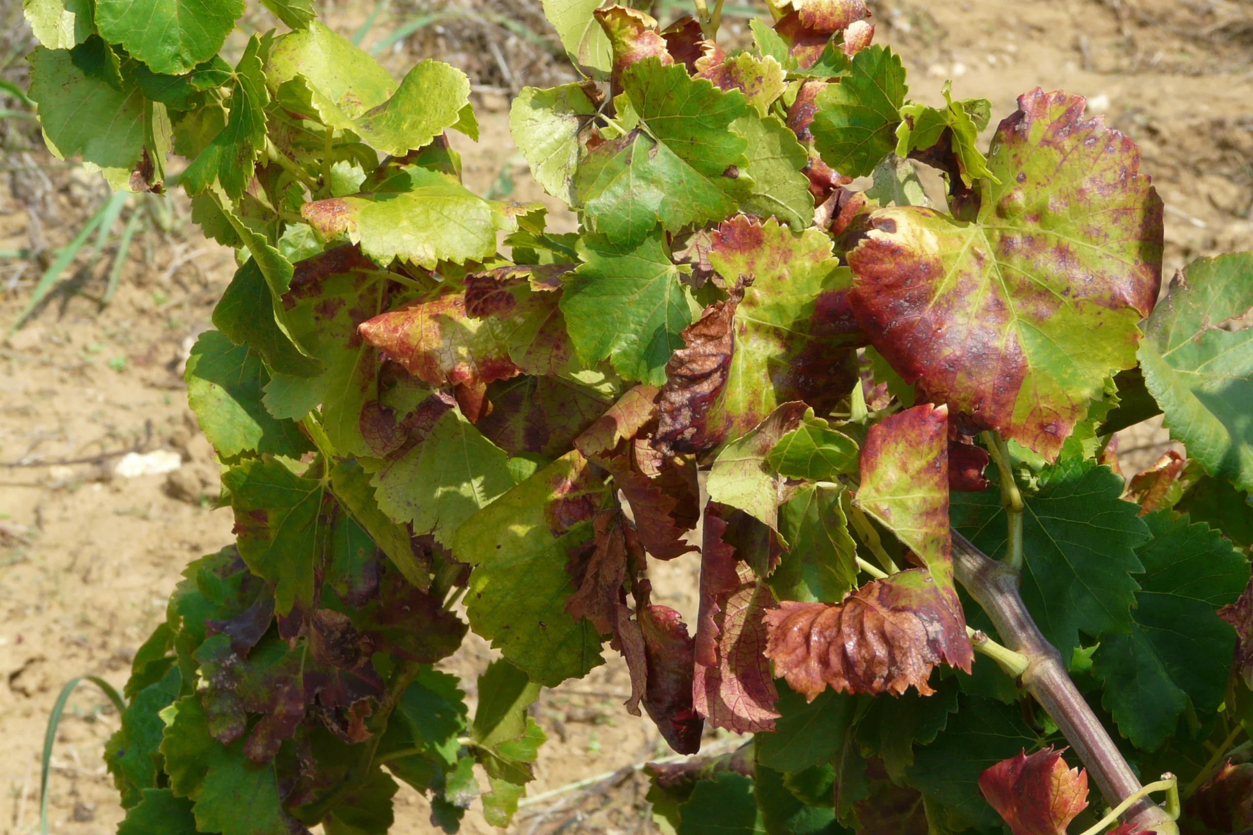 Symptomes-Flavescence-scaled