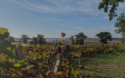 Première campagne de surveillance visuelle dans les vignes contre la flavescence dorée en Bretagne