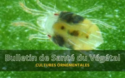 BSV Cultures Ornementales – Bulletin n°10 du 31 octobre 2025