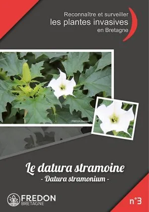Berce du caucase FREDON Bretagne
