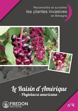 Berce du caucase FREDON Bretagne