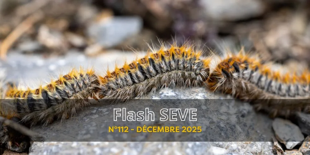 FLASH SEVE n°112 – Décembre 2025