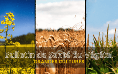 BSV GRANDES CULTURES n°6 du 17 mars 2026