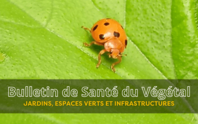 BSV JEVI – Bulletin n°3 du 13 mai 2026