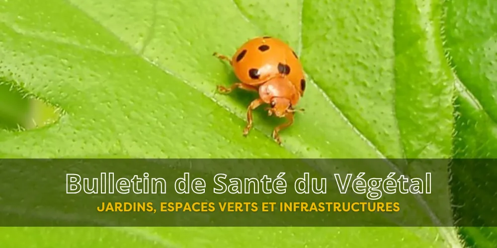 BSV JEVI – Bulletin n°3 du 13 mai 2026