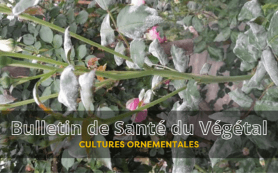 BSV Cultures Ornementales – Bulletin n°3 du 29 mai 2026