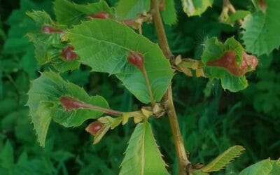 Cynips du châtaignier : identification, impacts et moyens de lutte