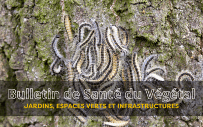 BSV JEVI – Bulletin n°4 du 12 juin 2026