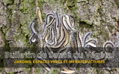 BSV JEVI – Bulletin n°4 du 12 juin 2026