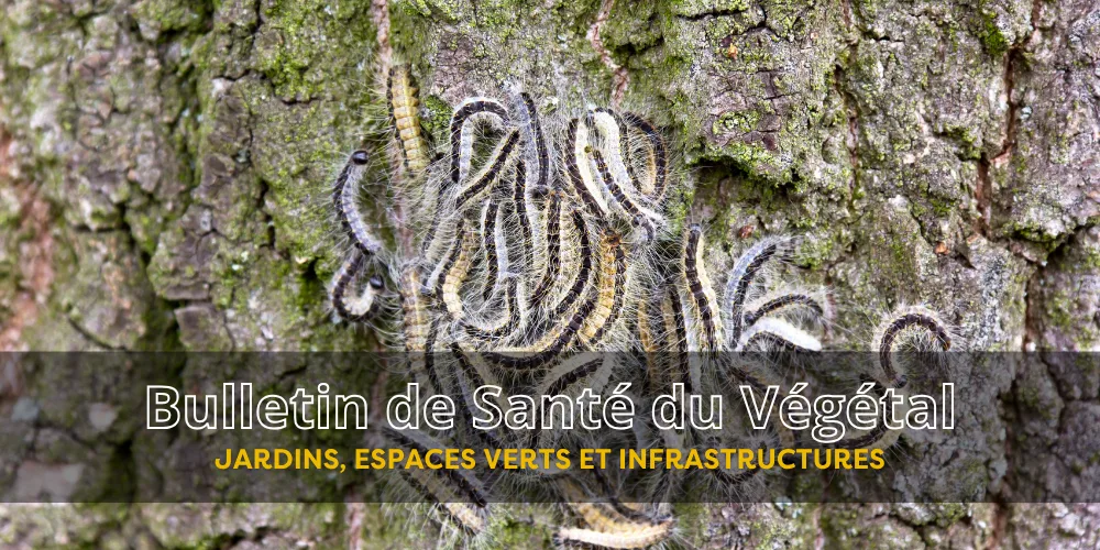BSV JEVI – Bulletin n°4 du 12 juin 2026