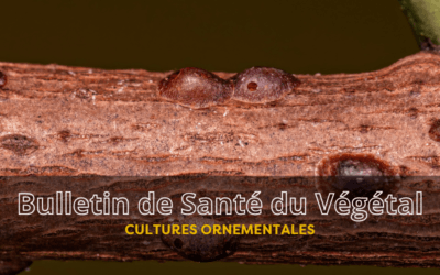 BSV Cultures Ornementales – Bulletin n°4 du 19 juin 2026