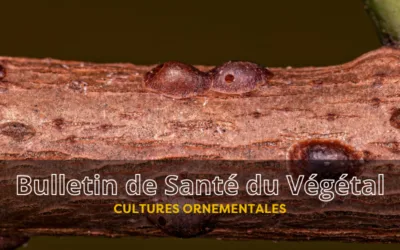 BSV Cultures Ornementales – Bulletin n°6 du 31 juillet 2026