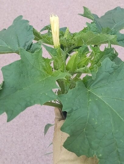 Datura stramoine en fleur en Ille et Vilaine, le 16 juin 2026 Crédit photo FREDON Bretagne