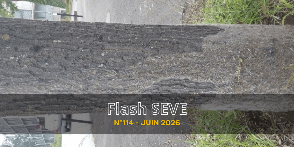 FLASH SEVE n°114 – Juin 2026