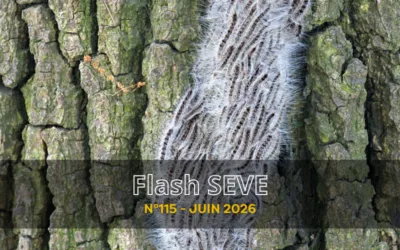 FLASH SEVE n°115 – Juin 2026