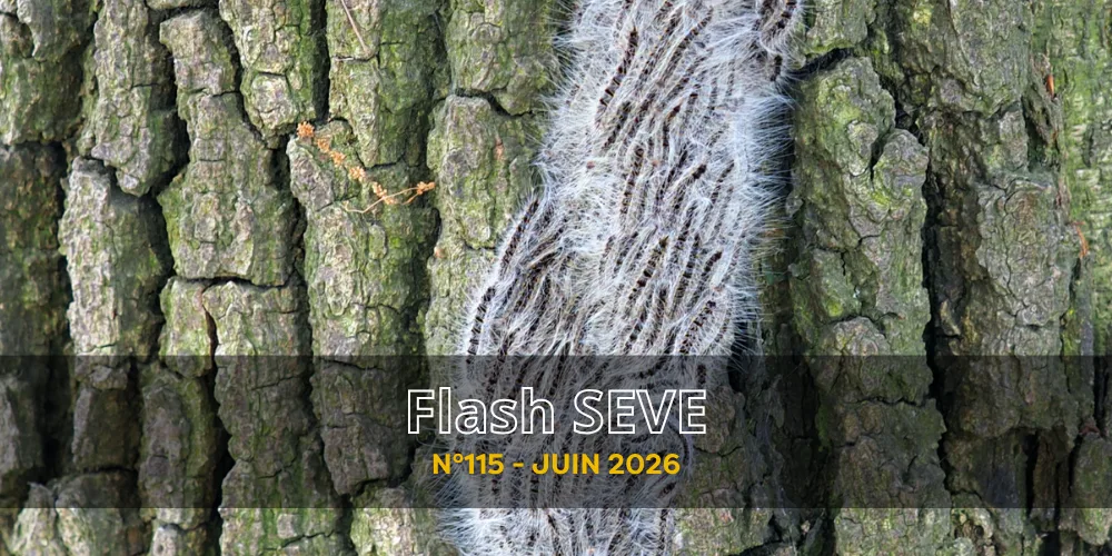 FLASH SEVE n°115 – Juin 2026