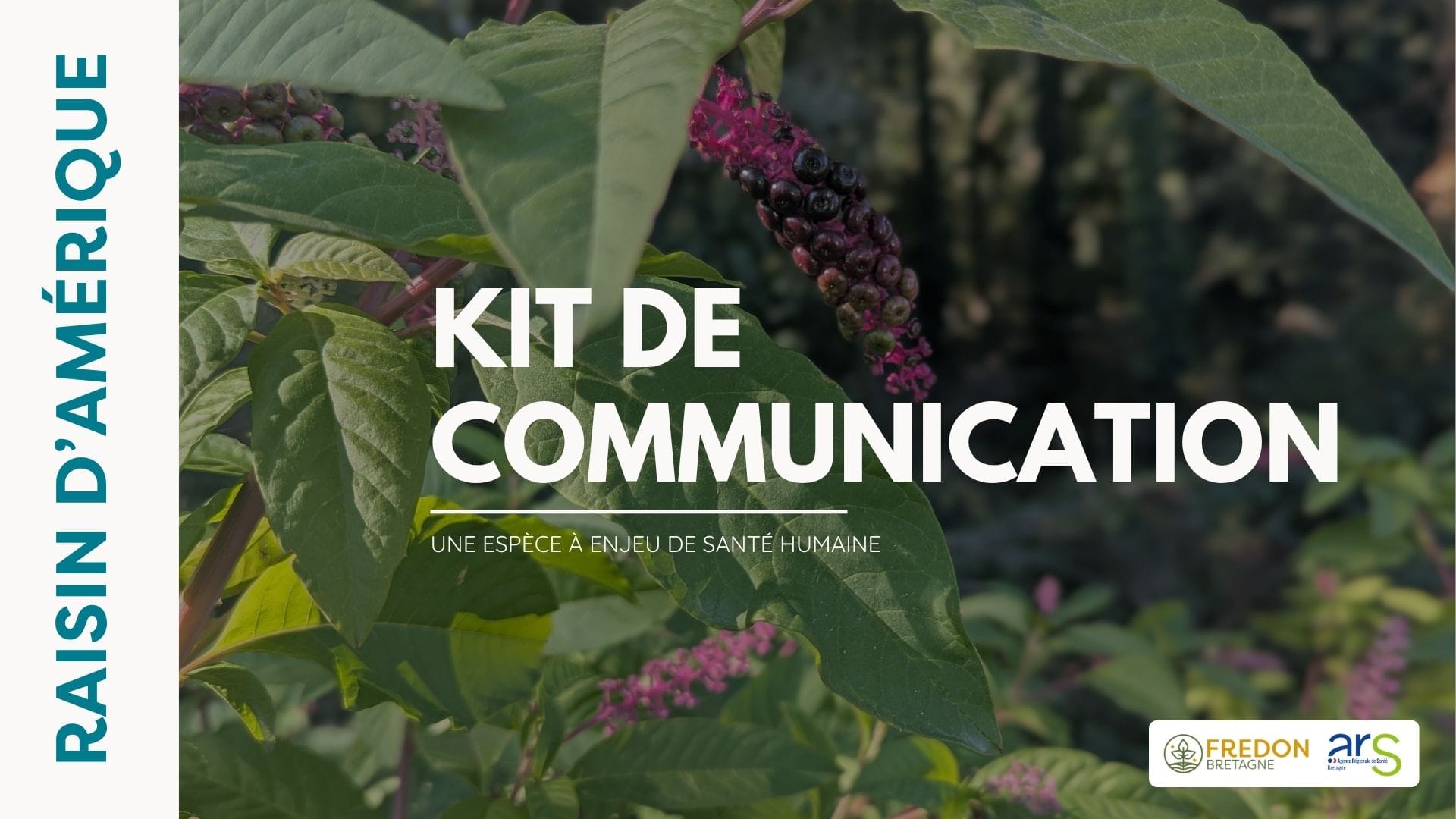 KIT DE Communication - Raisin d'amérique