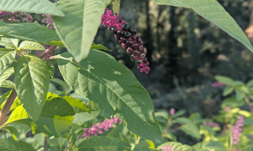 Raisin d'Amérique (2)