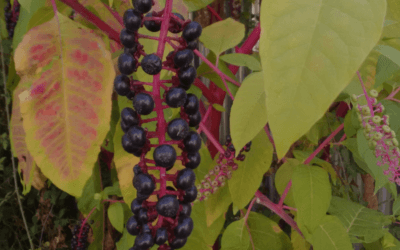 Raisin d&rsquo;Amérique : prévenir les risques pour la santé et limiter sa propagation