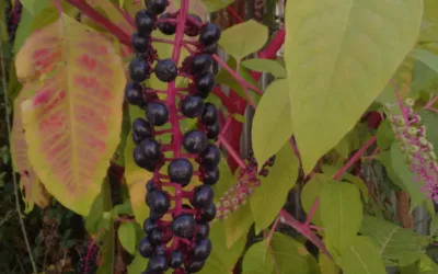 Raisin d&rsquo;Amérique : prévenir les risques pour la santé et limiter sa propagation