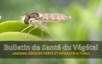 BSV JEVI – Bulletin n°5 du 3 juillet 2026