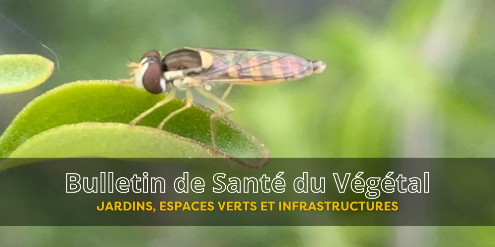 BSV JEVI – Bulletin n°5 du 3 juillet 2026