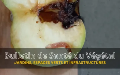 BSV JEVI – Bulletin n°6 du 24 juillet 2026