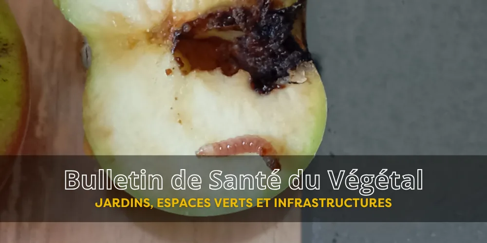 BSV JEVI – Bulletin n°6 du 24 juillet 2026