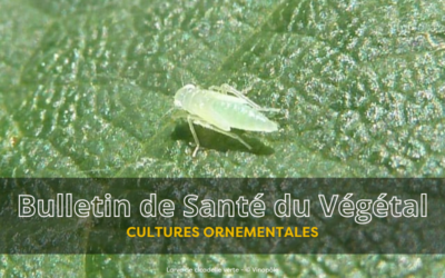 BSV Cultures Ornementales – Bulletin n°7 du 28 août 2026