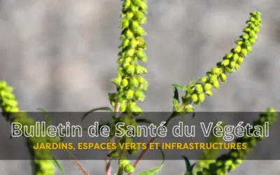 BSV JEVI – Bulletin n°7 du 7 septembre 2026