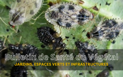BSV JEVI – Bulletin n°8 du 25 septembre 2026