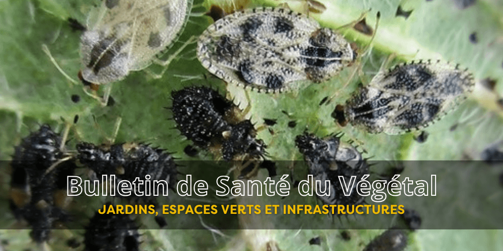 BSV JEVI – Bulletin n°8 du 25 septembre 2026