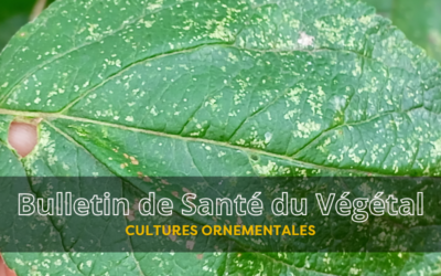 BSV Cultures Ornementales – Bulletin n°8 du 18 septembre 2026