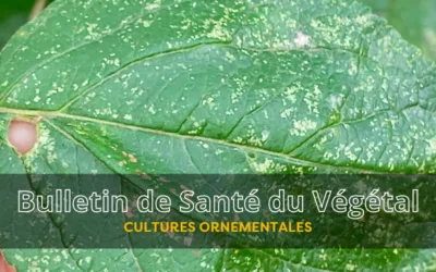 BSV Cultures Ornementales – Bulletin n°8 du 18 septembre 2026