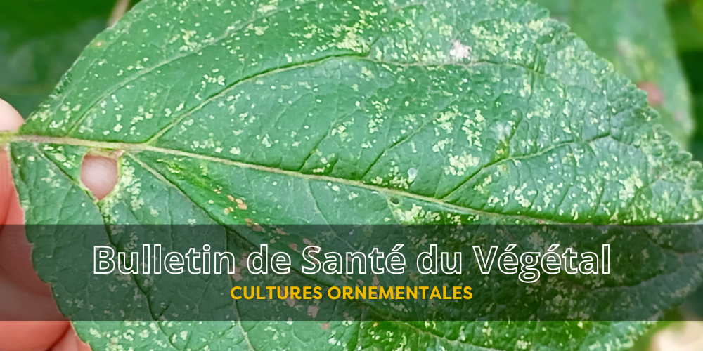 BSV Cultures Ornementales – Bulletin n°8 du 18 septembre 2026