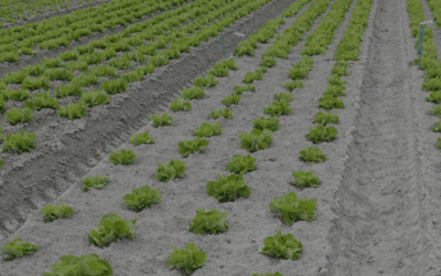 Essai Laitue : évaluer la sélectivité d&rsquo;un herbicide