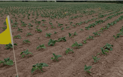 Evaluer des solutions phytosanitaires contre les punaises des champs sur la culture du chou