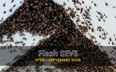FLASH SEVE n°116 – Septembre 2026