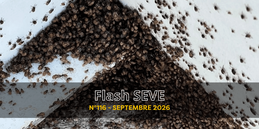 FLASH SEVE n°116 – Septembre 2026